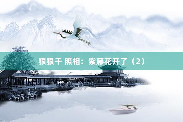 狠狠干 照相：紫藤花开了（2）